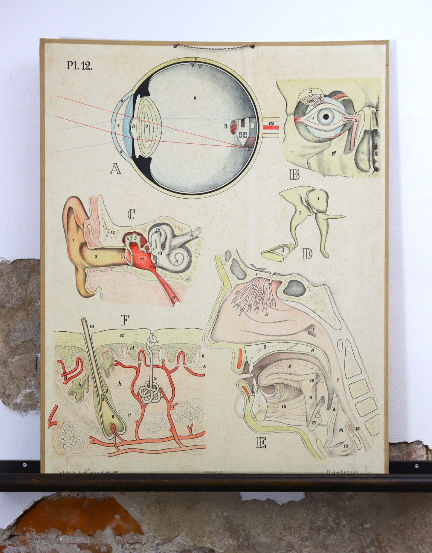 Õppeplakat silma ehitus