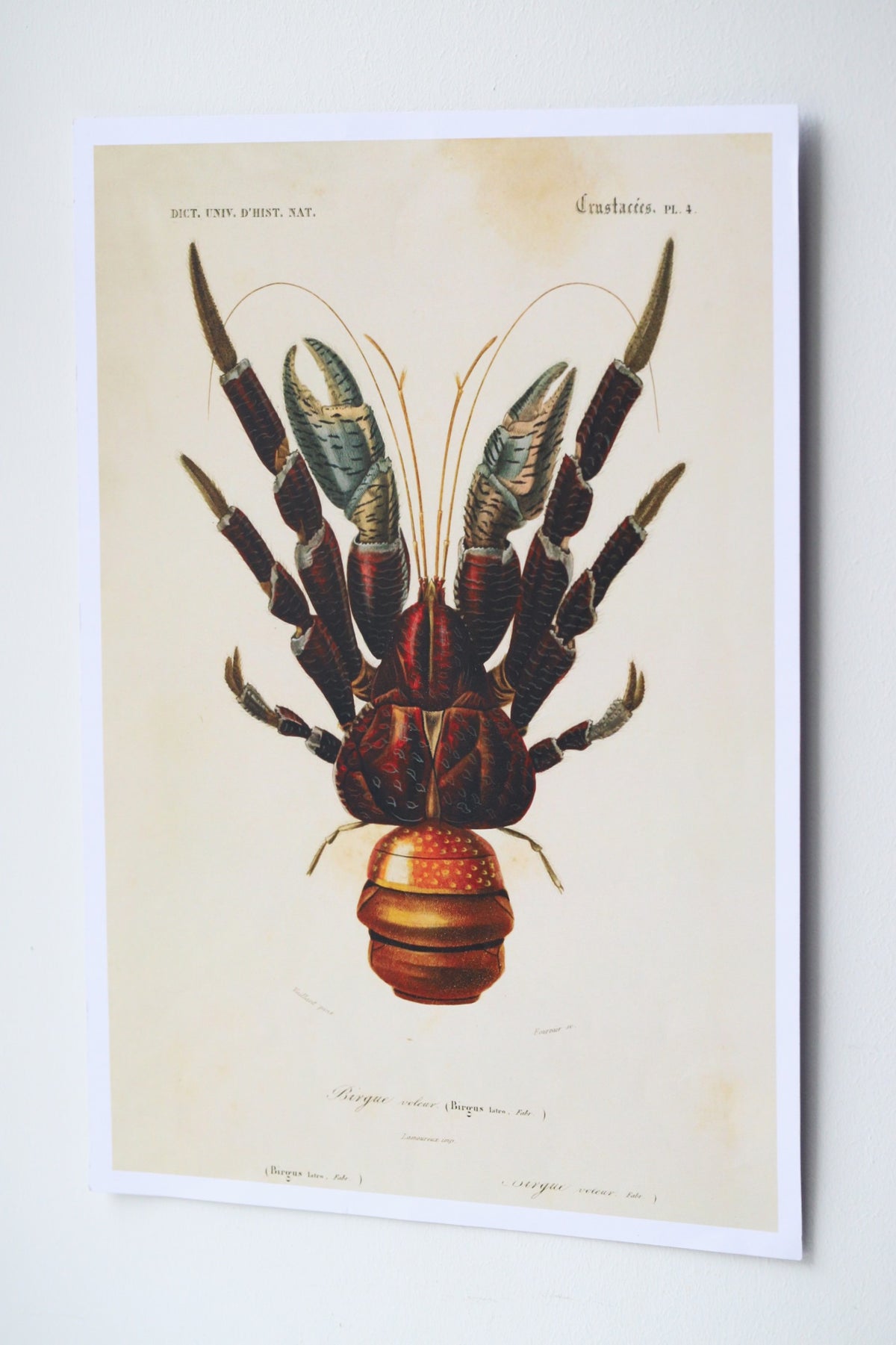 Poster/ Kookoskrabi