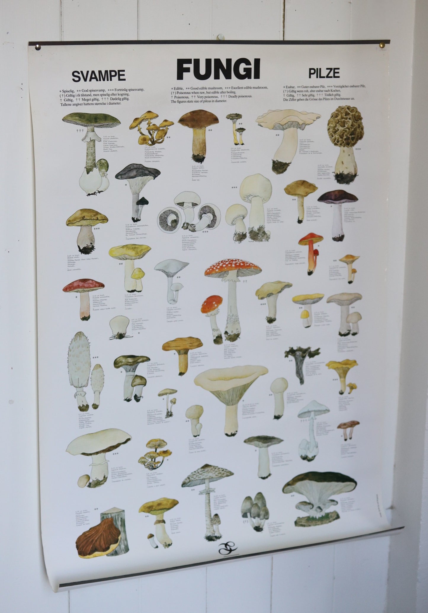 Seentega plakat
