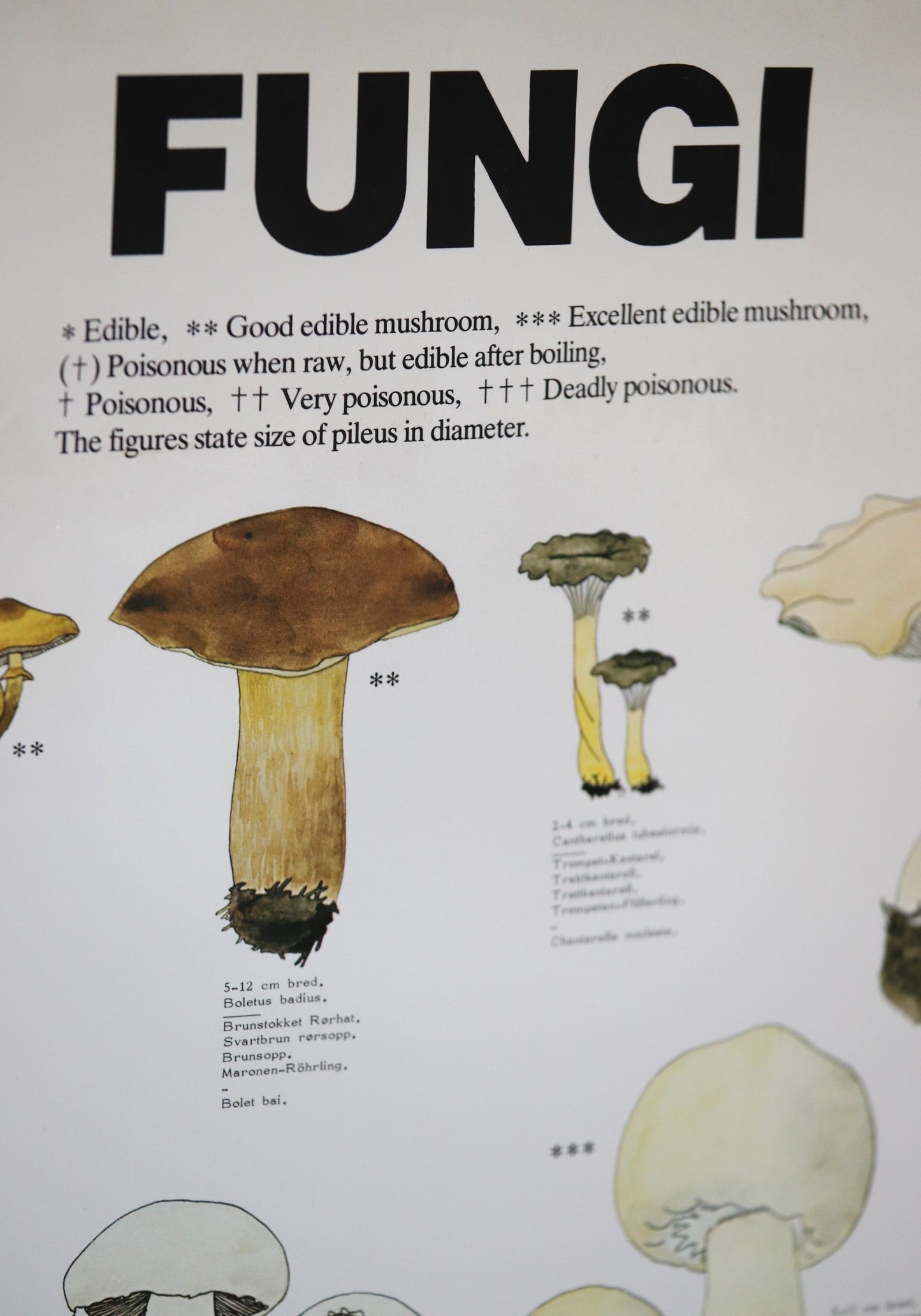 Seentega plakat