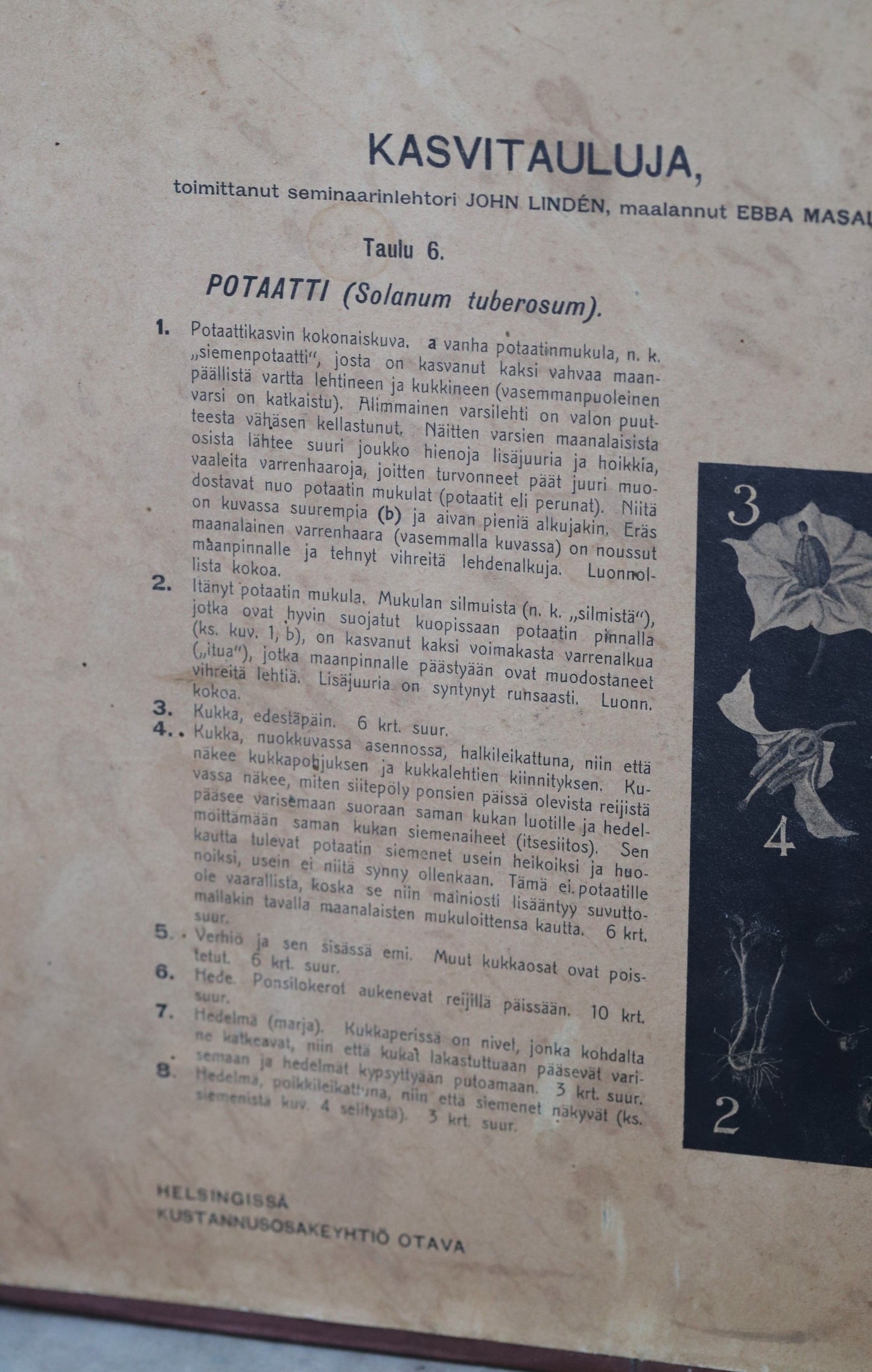 Vanaaegne õppeplakat/ kartul