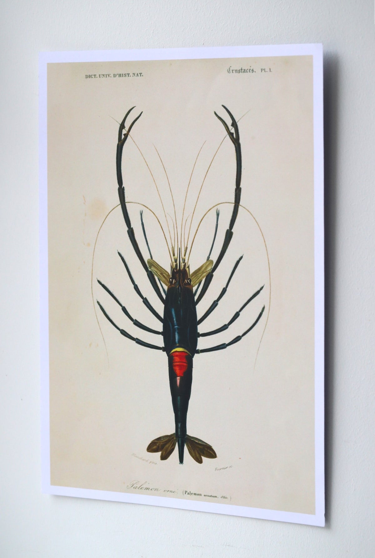Poster /Crayfish