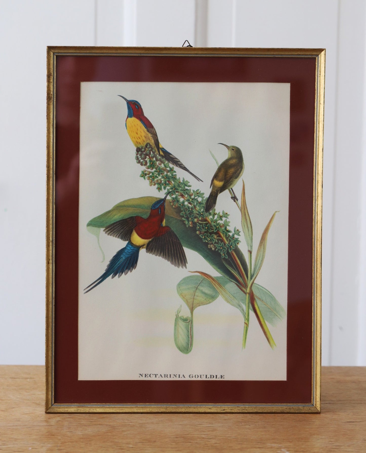 Vanaaegne koloreeritud litograafia/ linnud