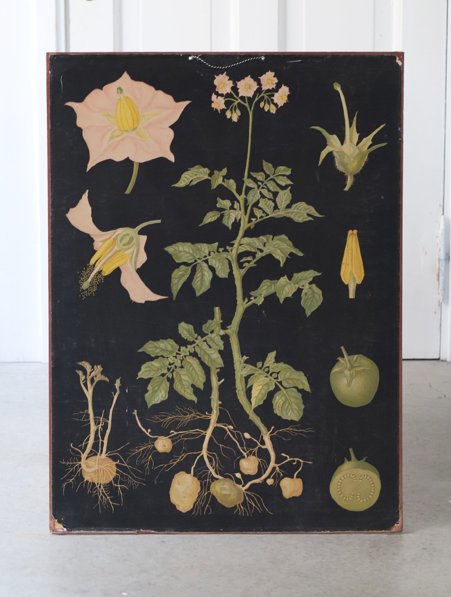 Vanaaegne õppeplakat/ kartul