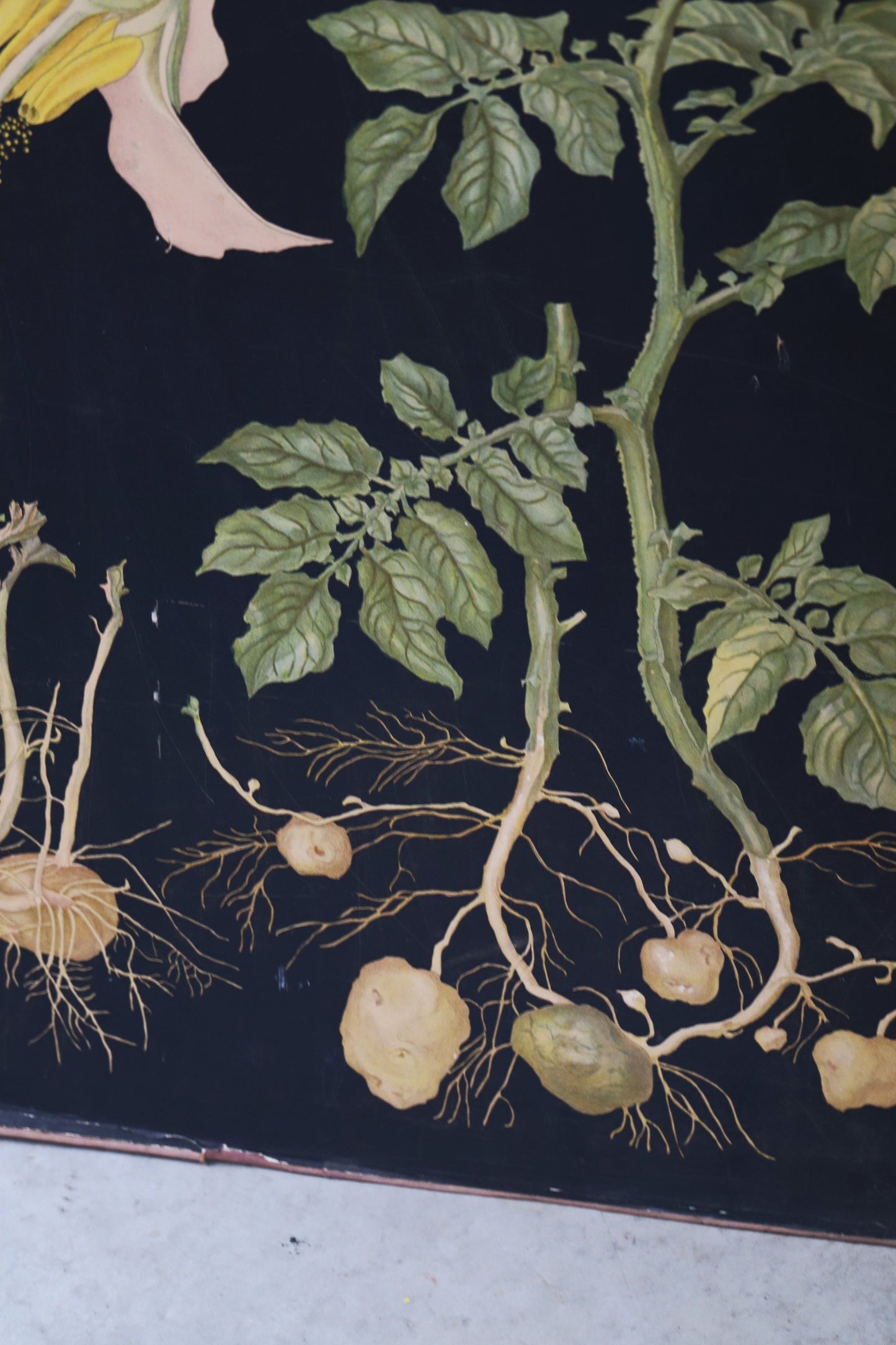 Vanaaegne õppeplakat/ kartul