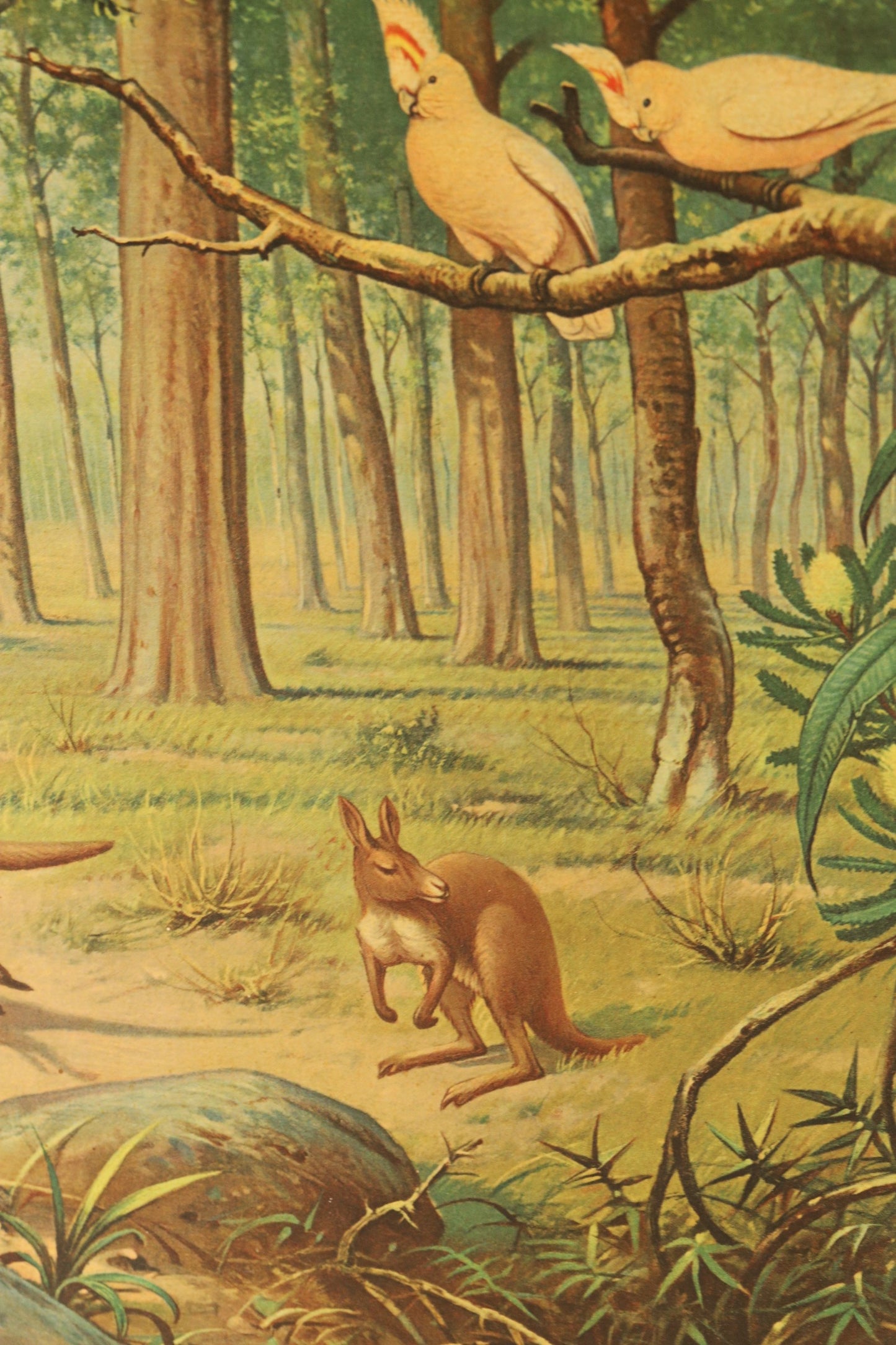 Õppeplakat/ Austraalia loomariigist