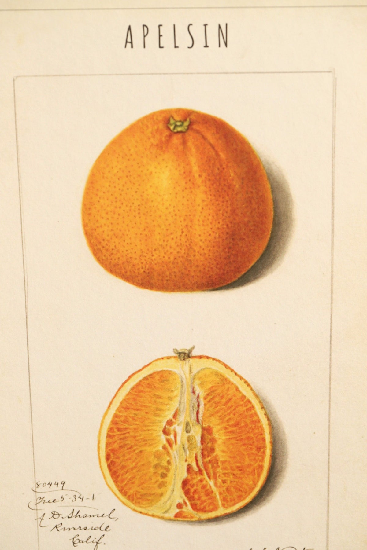 Apelsiniga plakat
